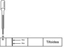 tifoideagotero2 tifoideagotero2