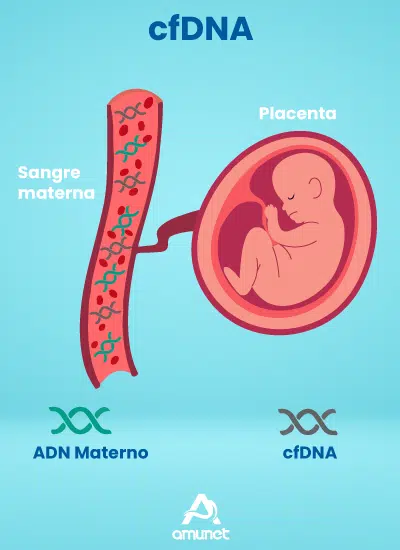 PCR r pidas LAMP para Sexo fetal Amunet Laboratorio