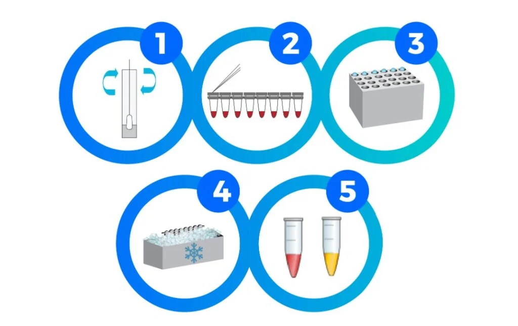 proceso del kit KIT RT-LAMP PCR rápido en saliva para SARS CoV2