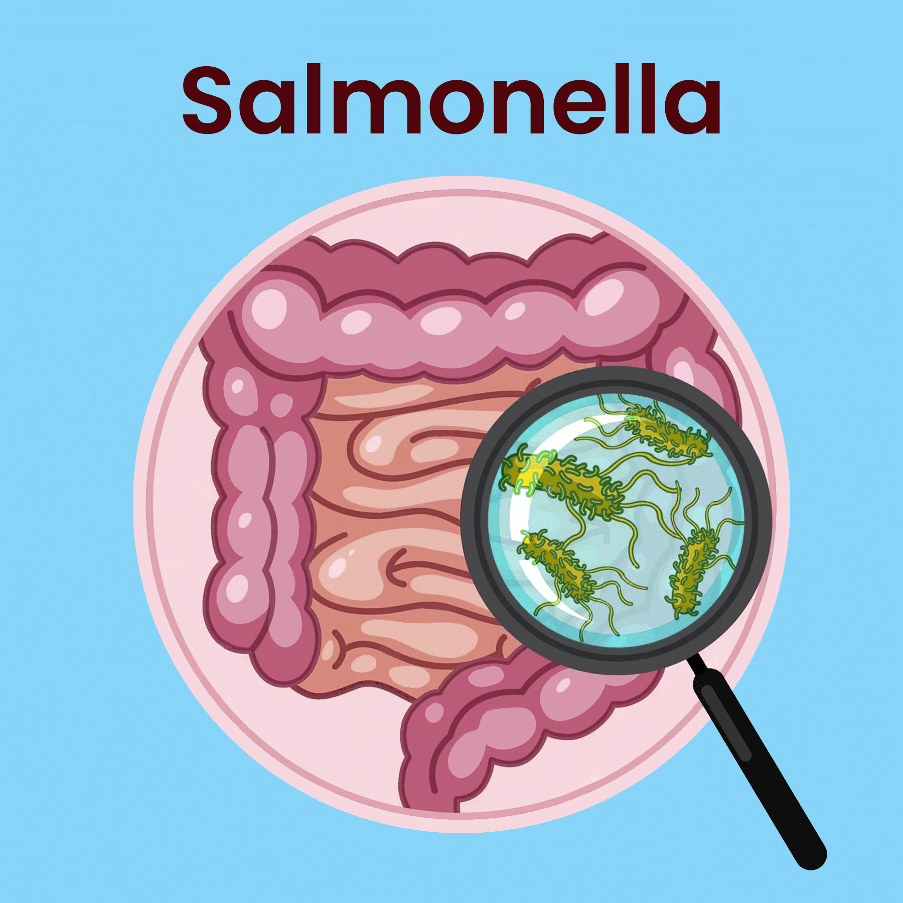 PCR rápida para Salmonella spp