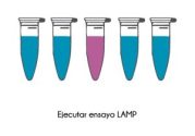 Paso-4-LAMP AM Paso-4-LAMP AM
